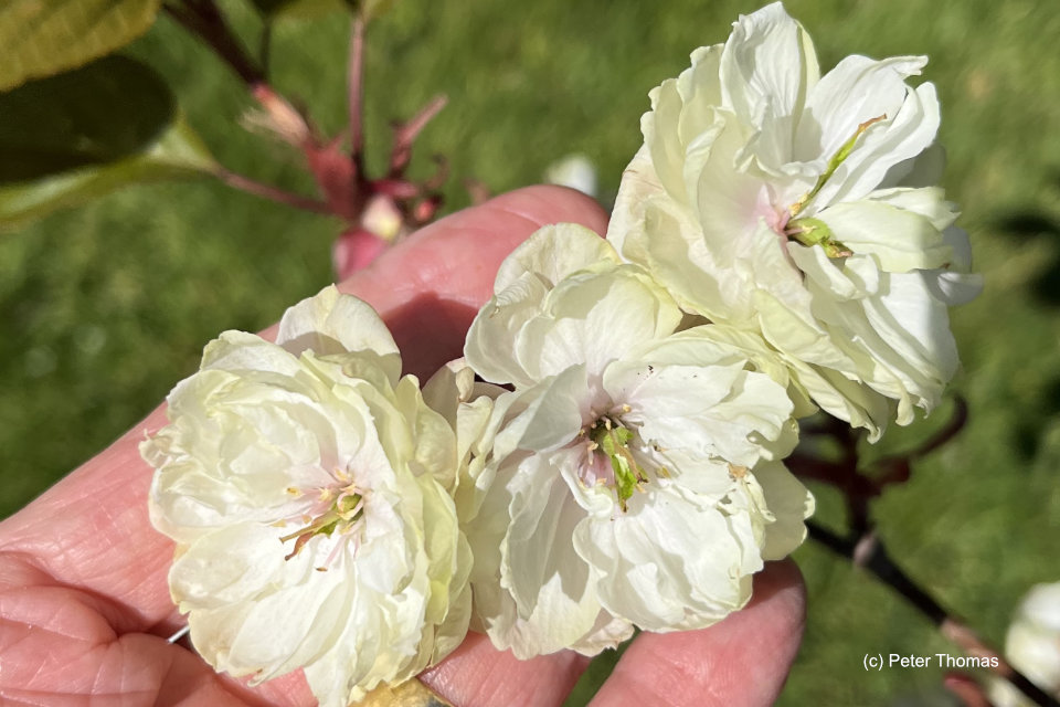 Prunus Samaura Fugenzo Japanese Lantern